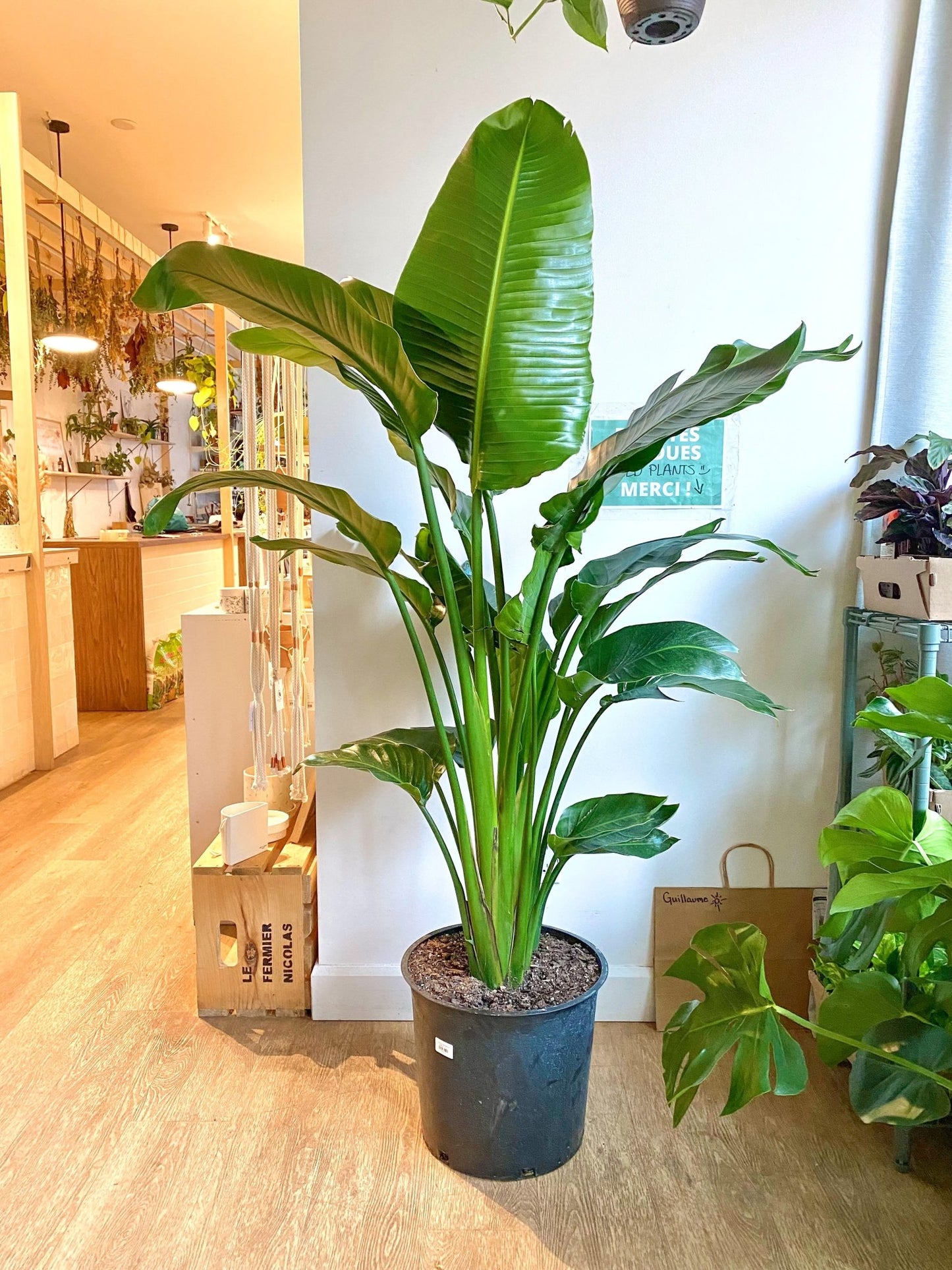 Perrine (Strelitzia) - Alma Plantes