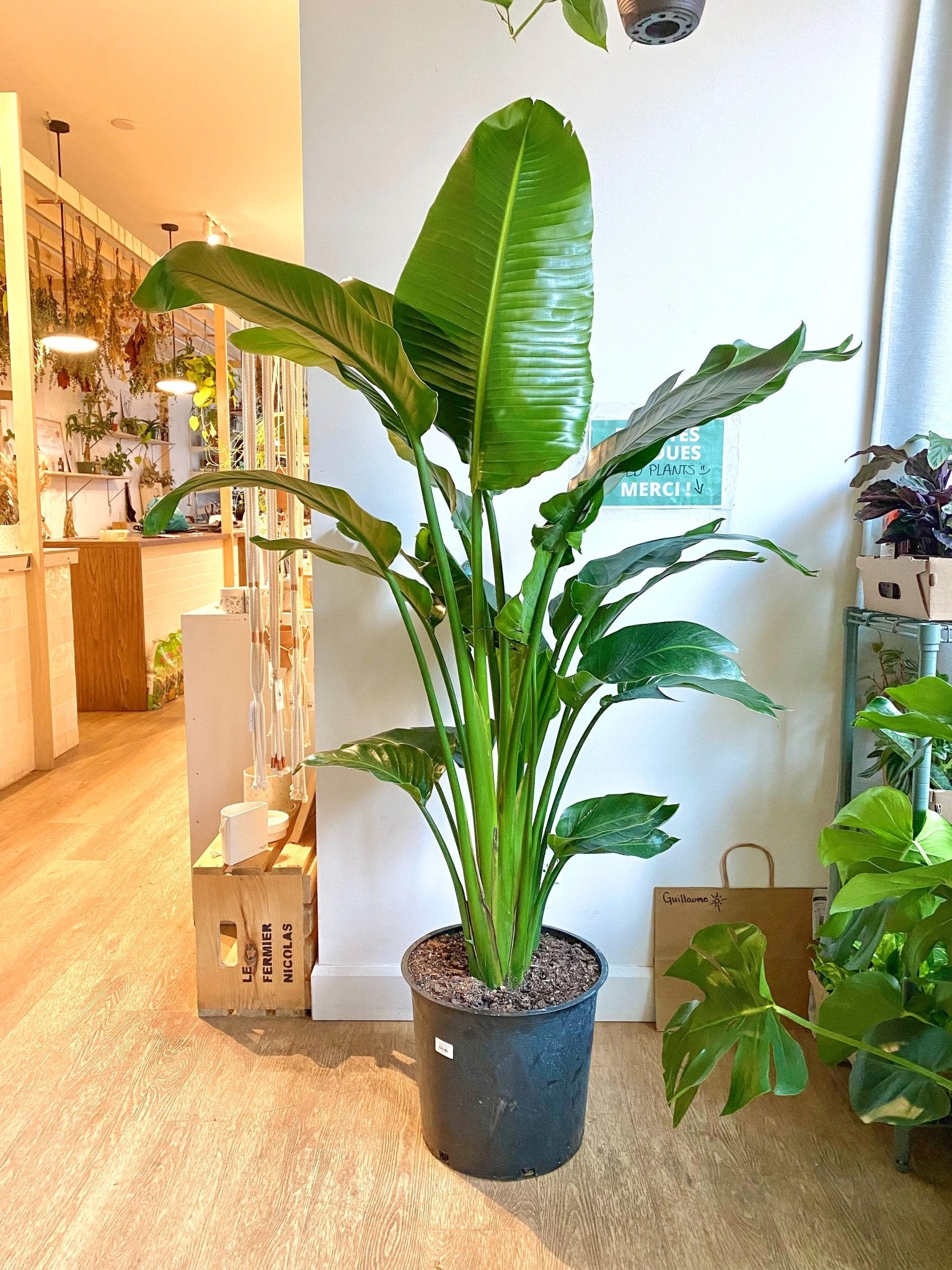 Perrine (Strelitzia) - Alma Plantes