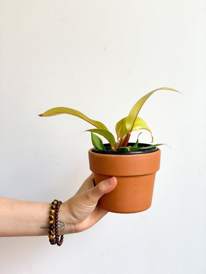 Philippine (Philodendron) - Alma Plantes