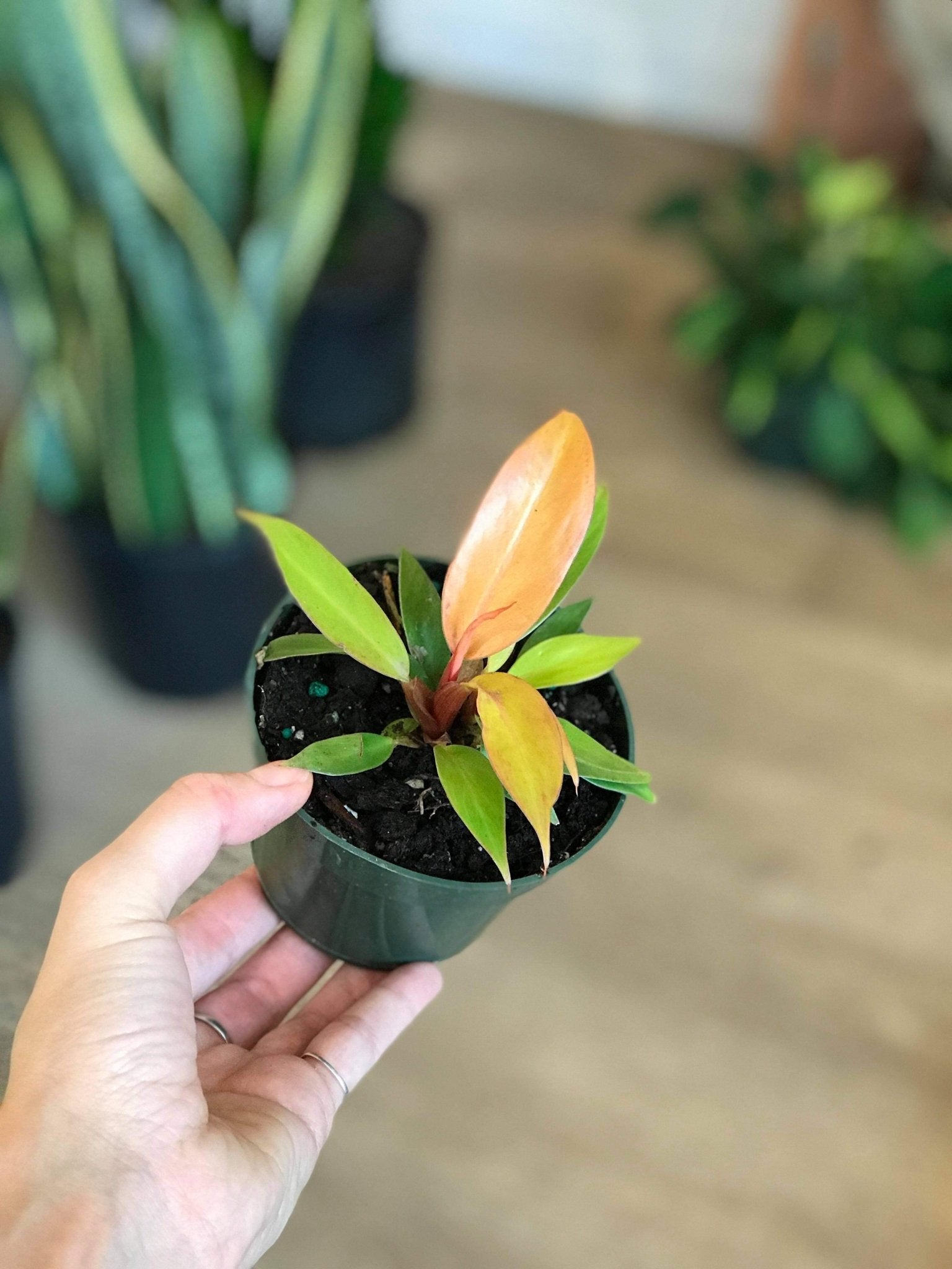 Philippine (Philodendron) - Alma Plantes