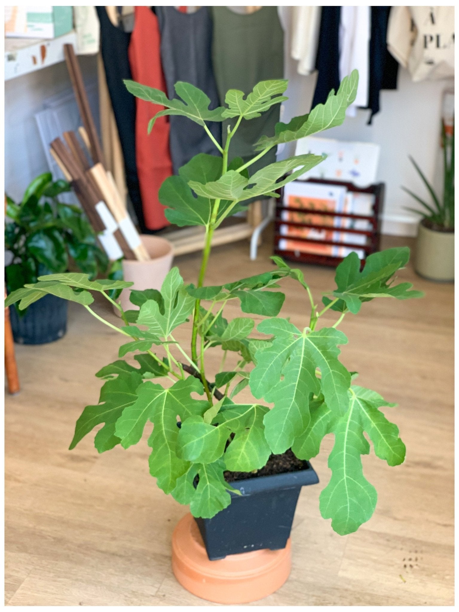 Phoebe (Figuier) - Alma Plantes