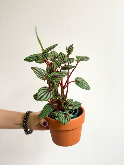 Piccolo (Peperomia) - Alma Plantes