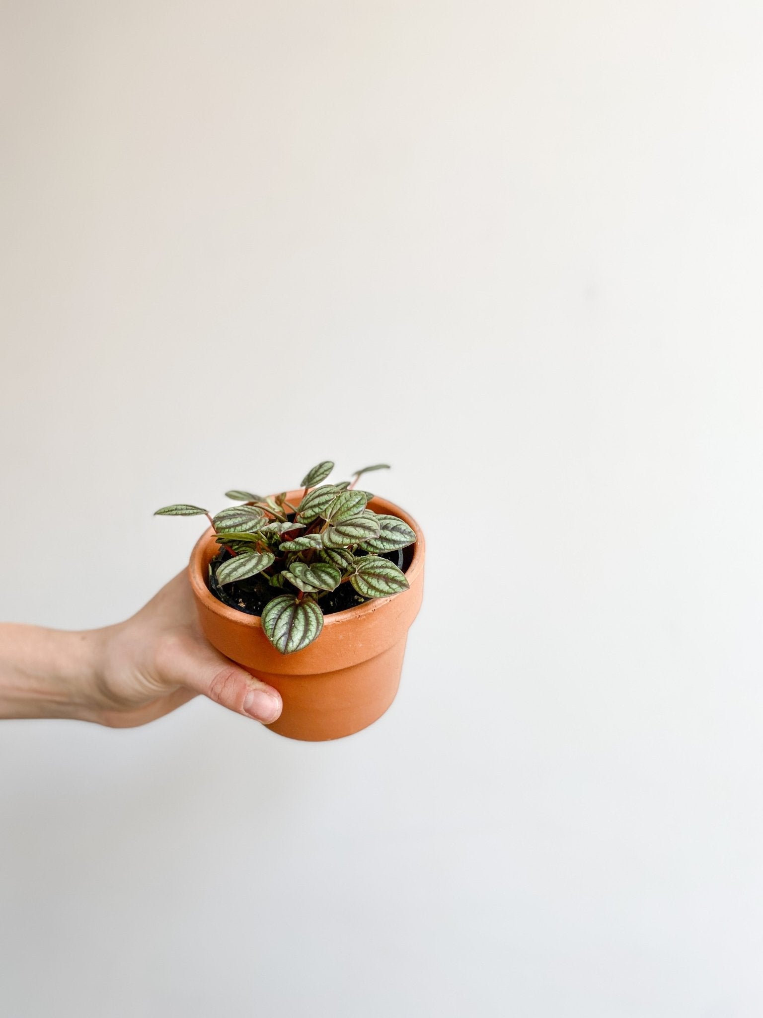 Piccolo (Peperomia) - Alma Plantes