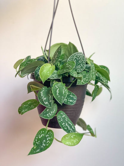 Pierre (Scindapsus) - Alma Plantes