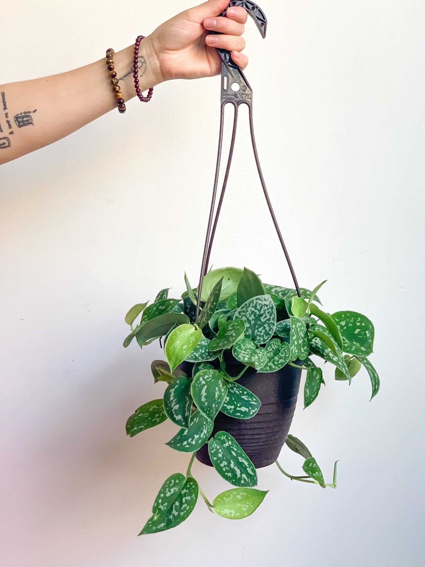 Pierre (Scindapsus) - Alma Plantes