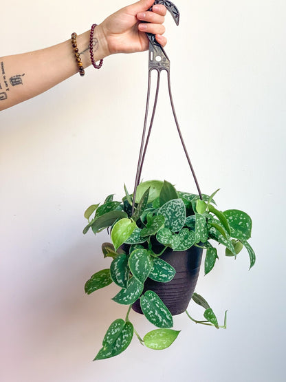 Pierre (Scindapsus) - Alma Plantes