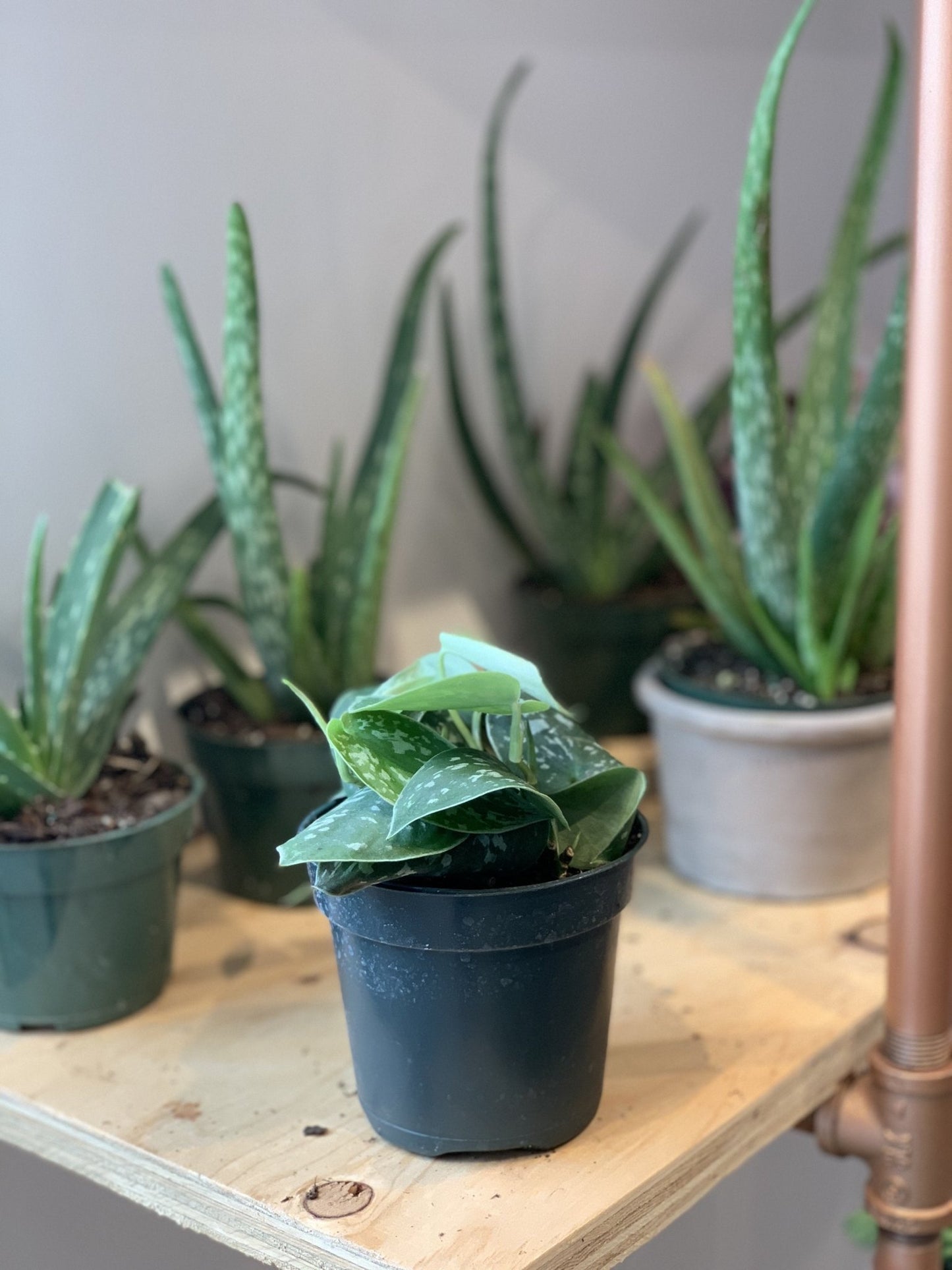 Pierre (Scindapsus) - Alma Plantes