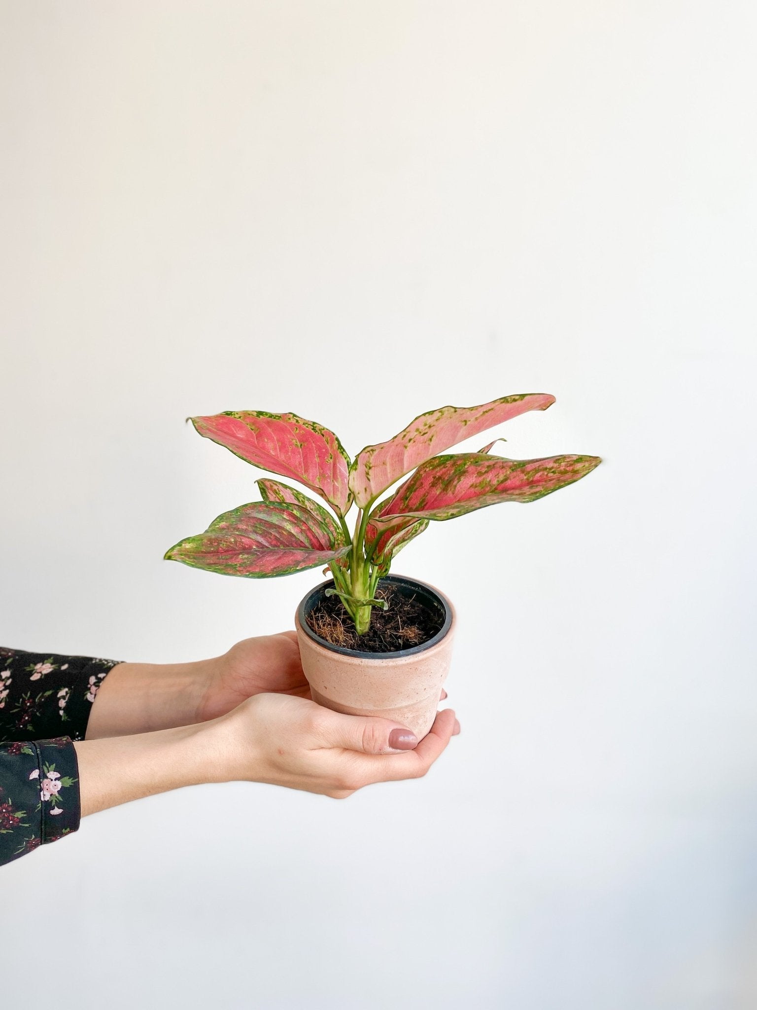 Pinkie (Aglaonema) - Alma Plantes