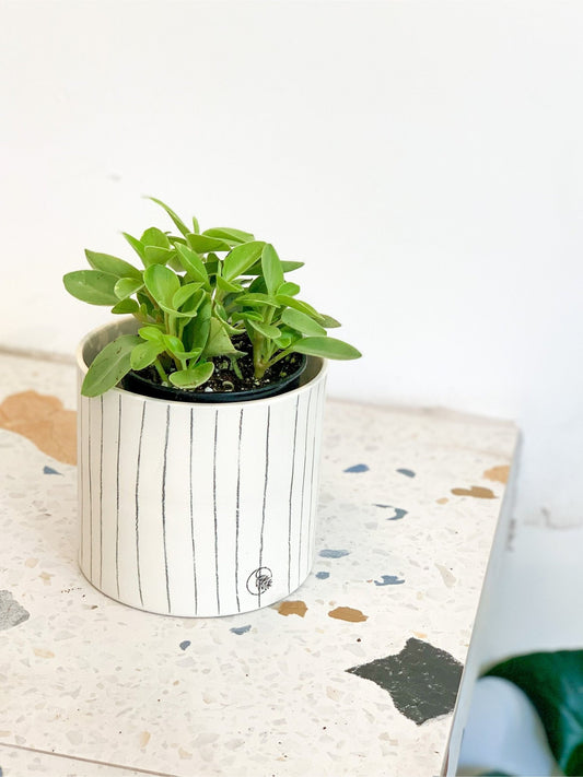 Pixie (Peperomia) - Alma Plantes