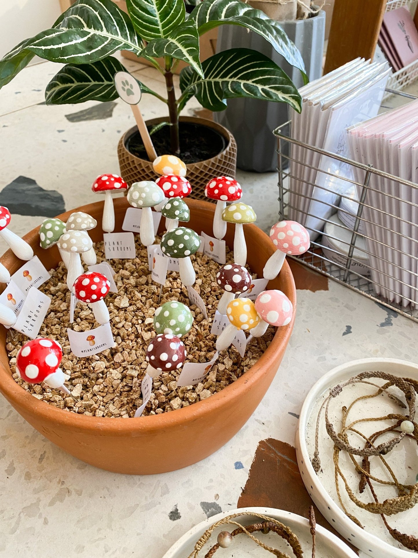 Plantshroom - Alma Plantes