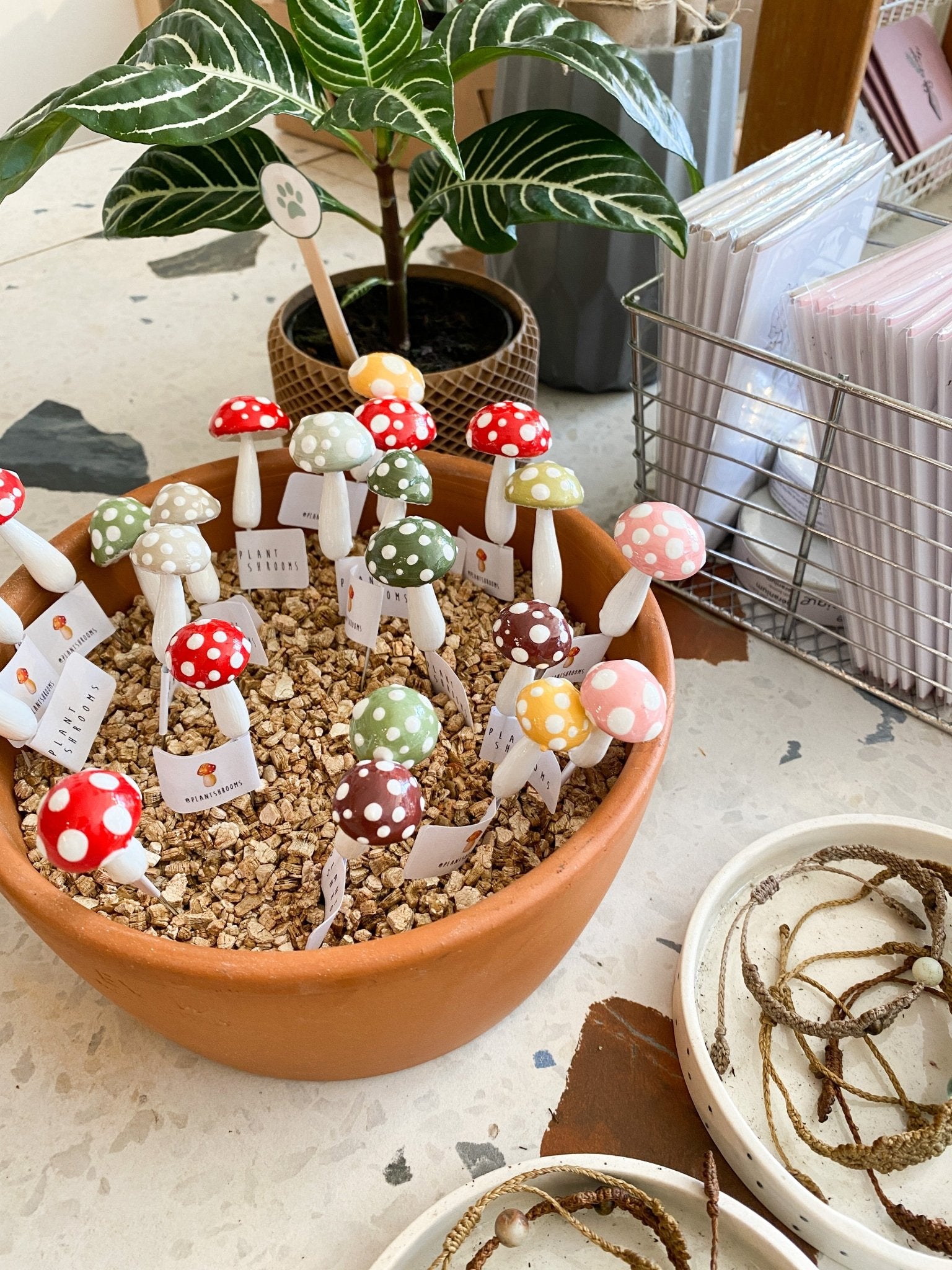 Plantshroom - Alma Plantes