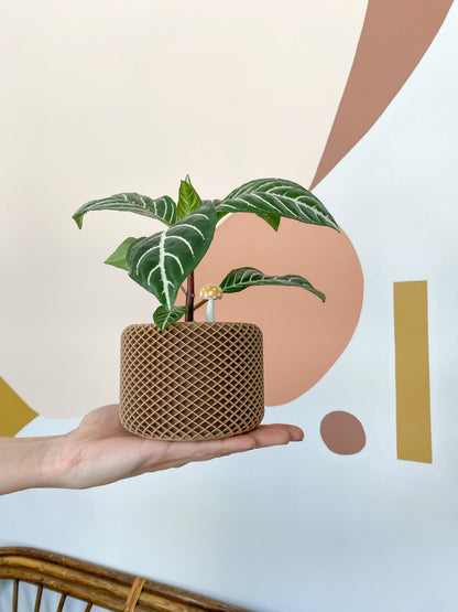 Plantshroom - Alma Plantes