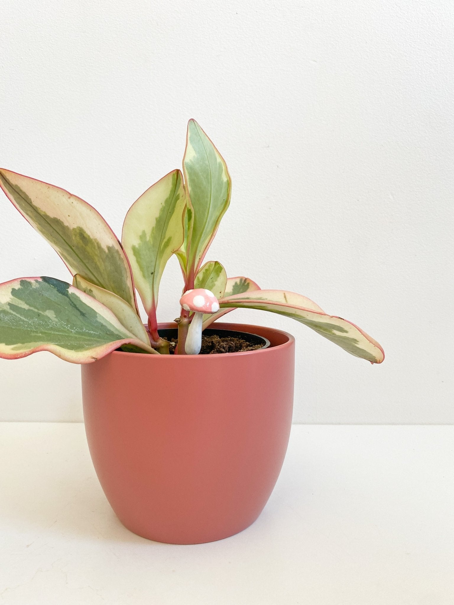 Plantshroom - Alma Plantes