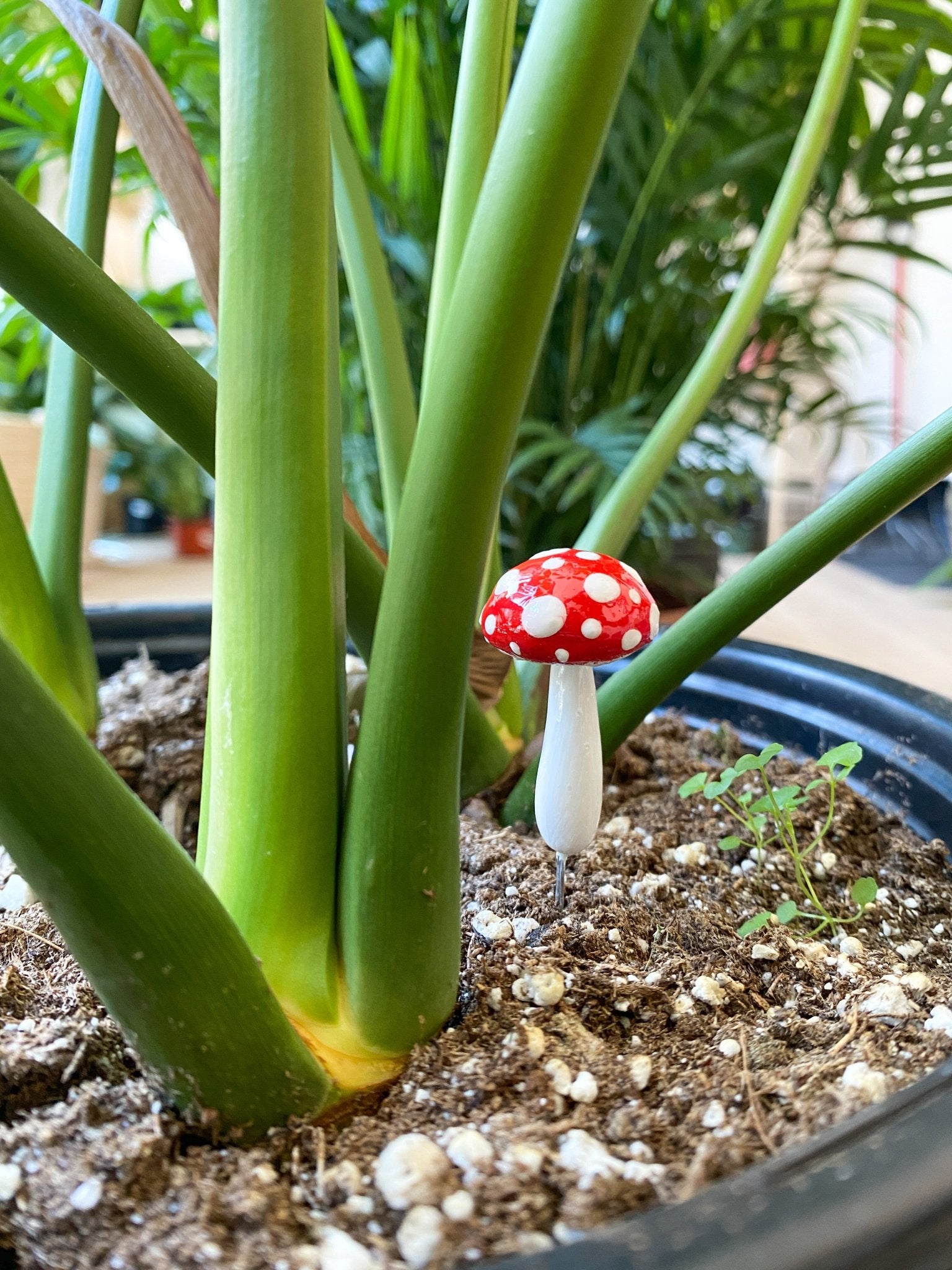 Plantshroom - Alma Plantes