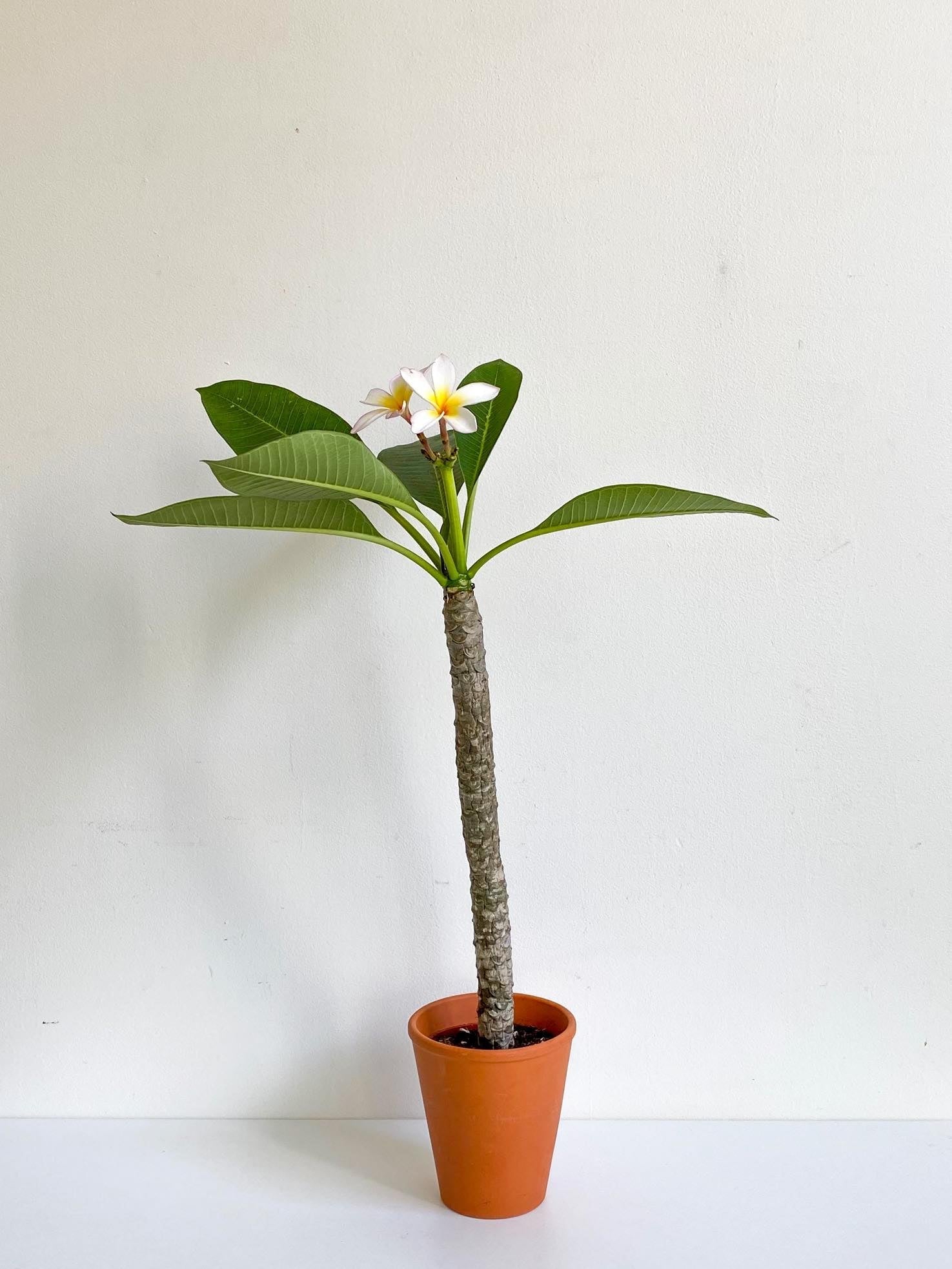 Plum (Plumeria) - Alma Plantes