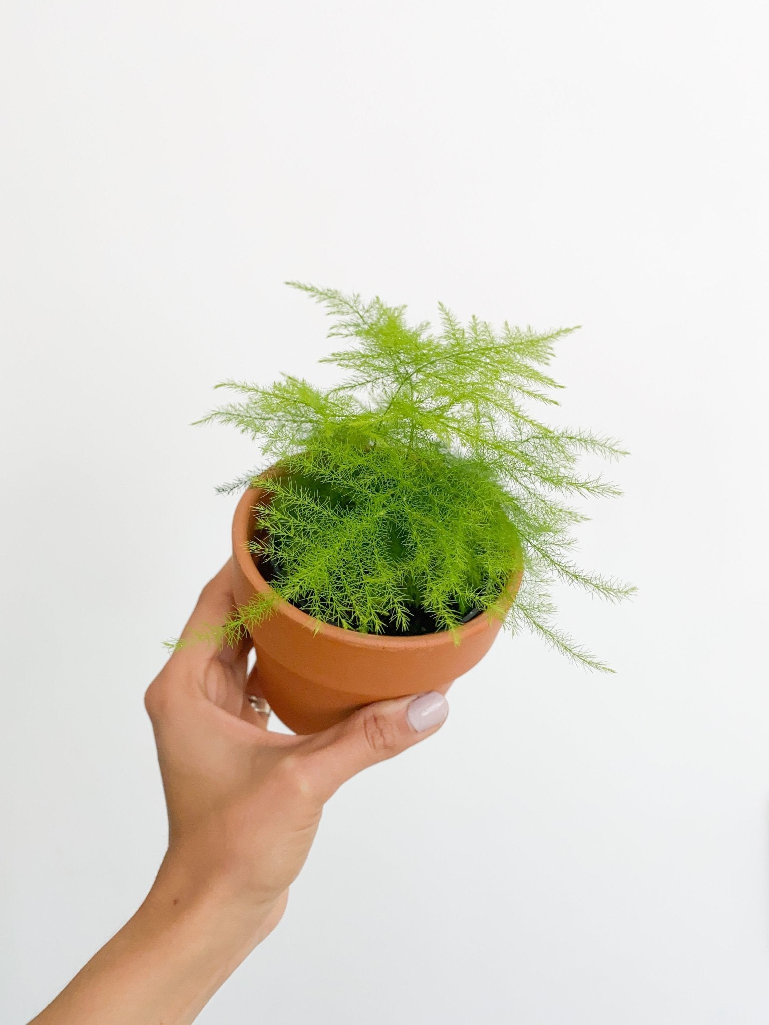 Plumeau (Asparagus) - Alma Plantes