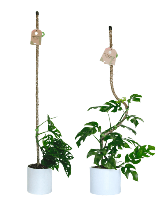 Pôle à plantes grimpantes pliable - fibre de coco - Alma Plantes