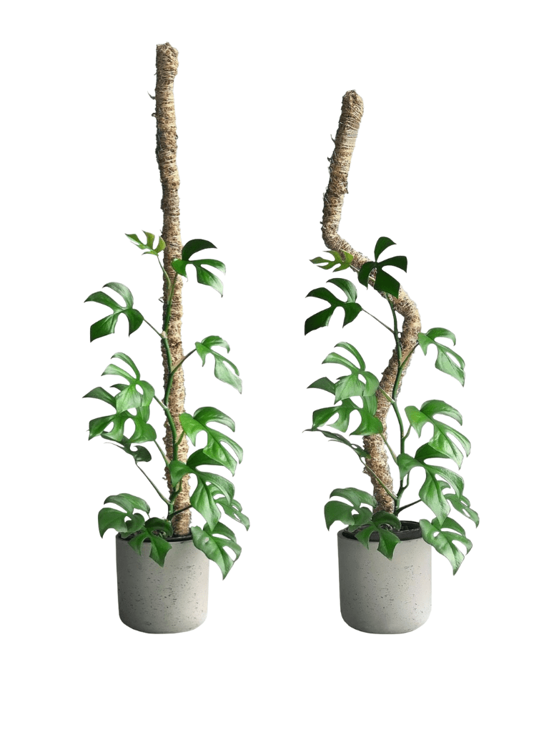 Pôle à plantes grimpantes pliable - mousse de sphaigne - Alma Plantes