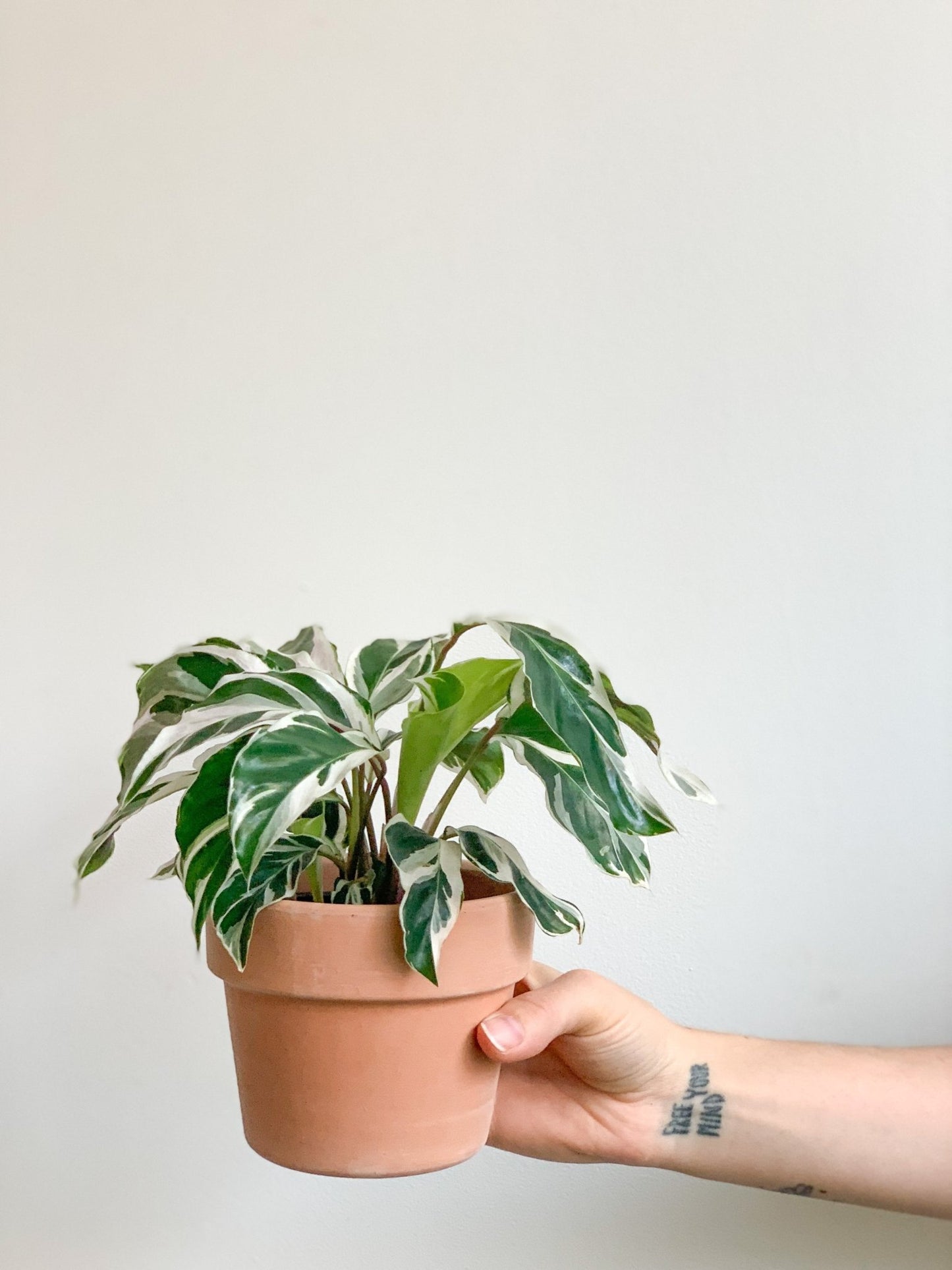 Polina (Calathea) - Alma Plantes