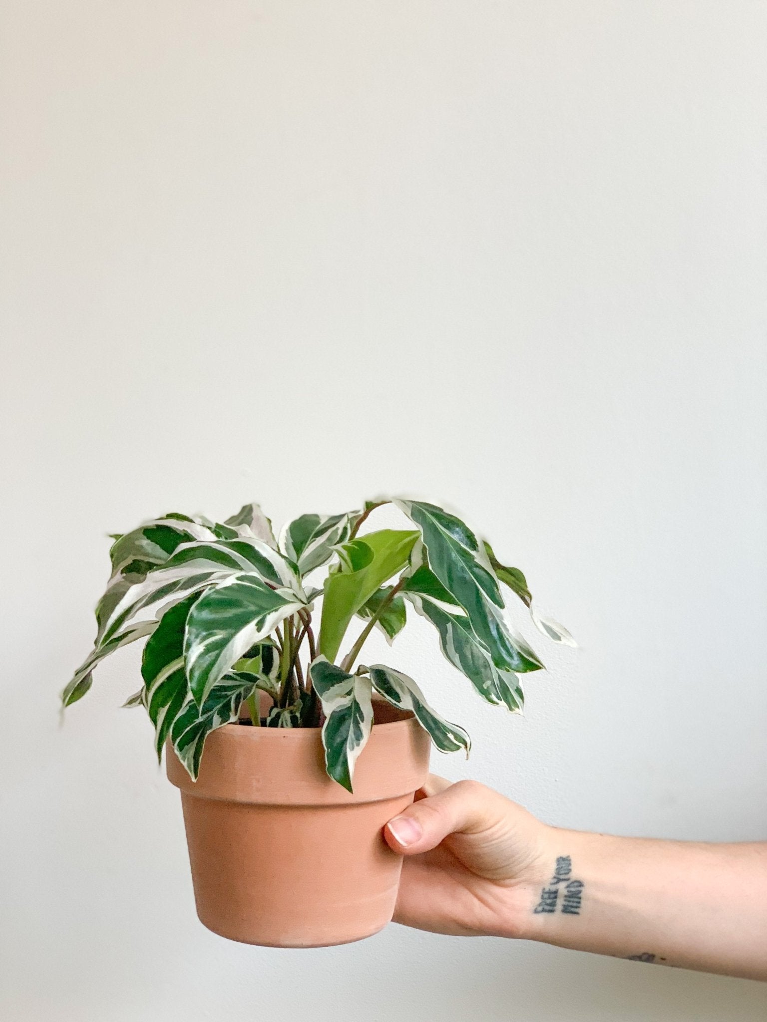 Polina (Calathea) - Alma Plantes