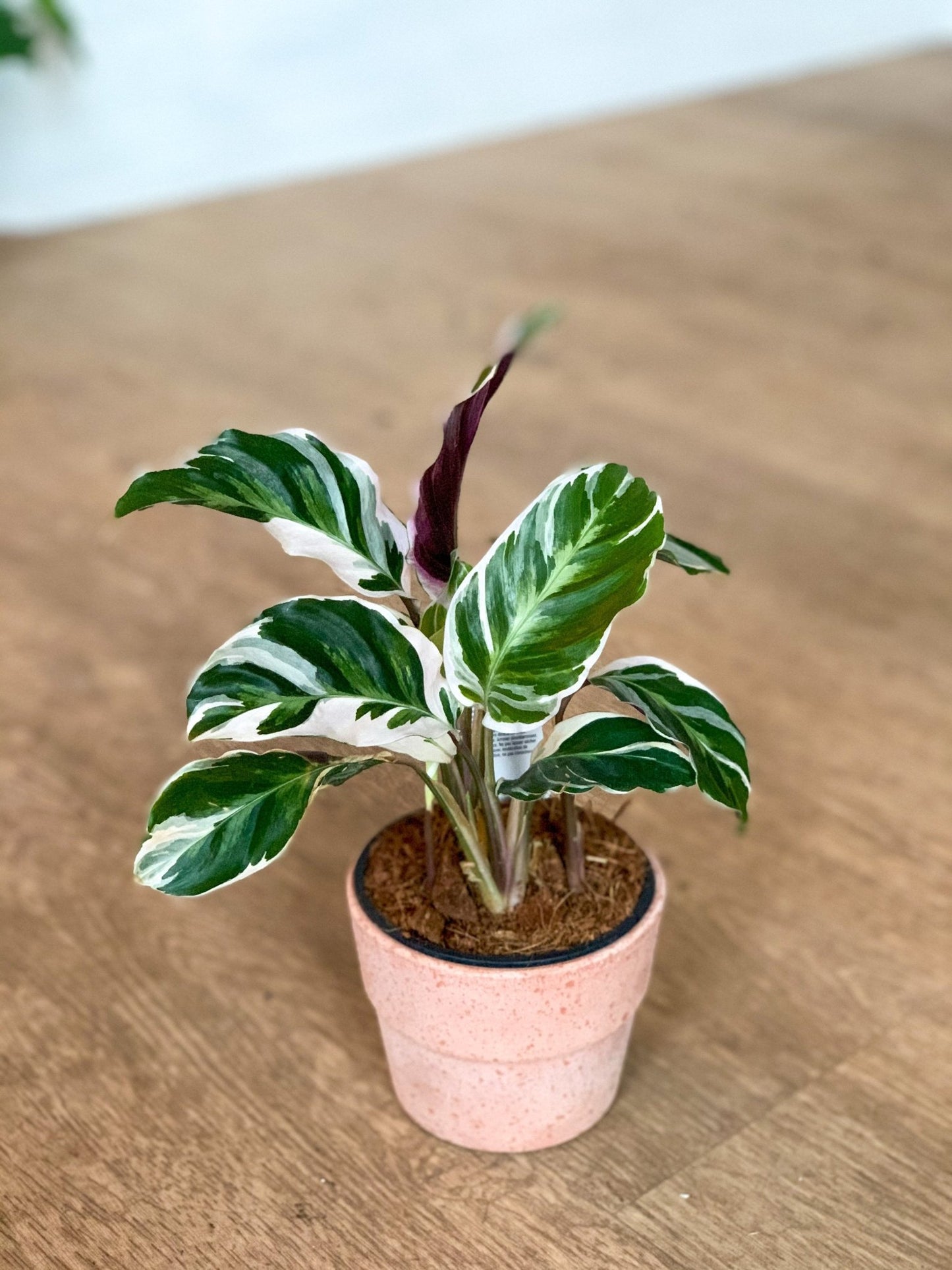 Polina (Calathea) - Alma Plantes
