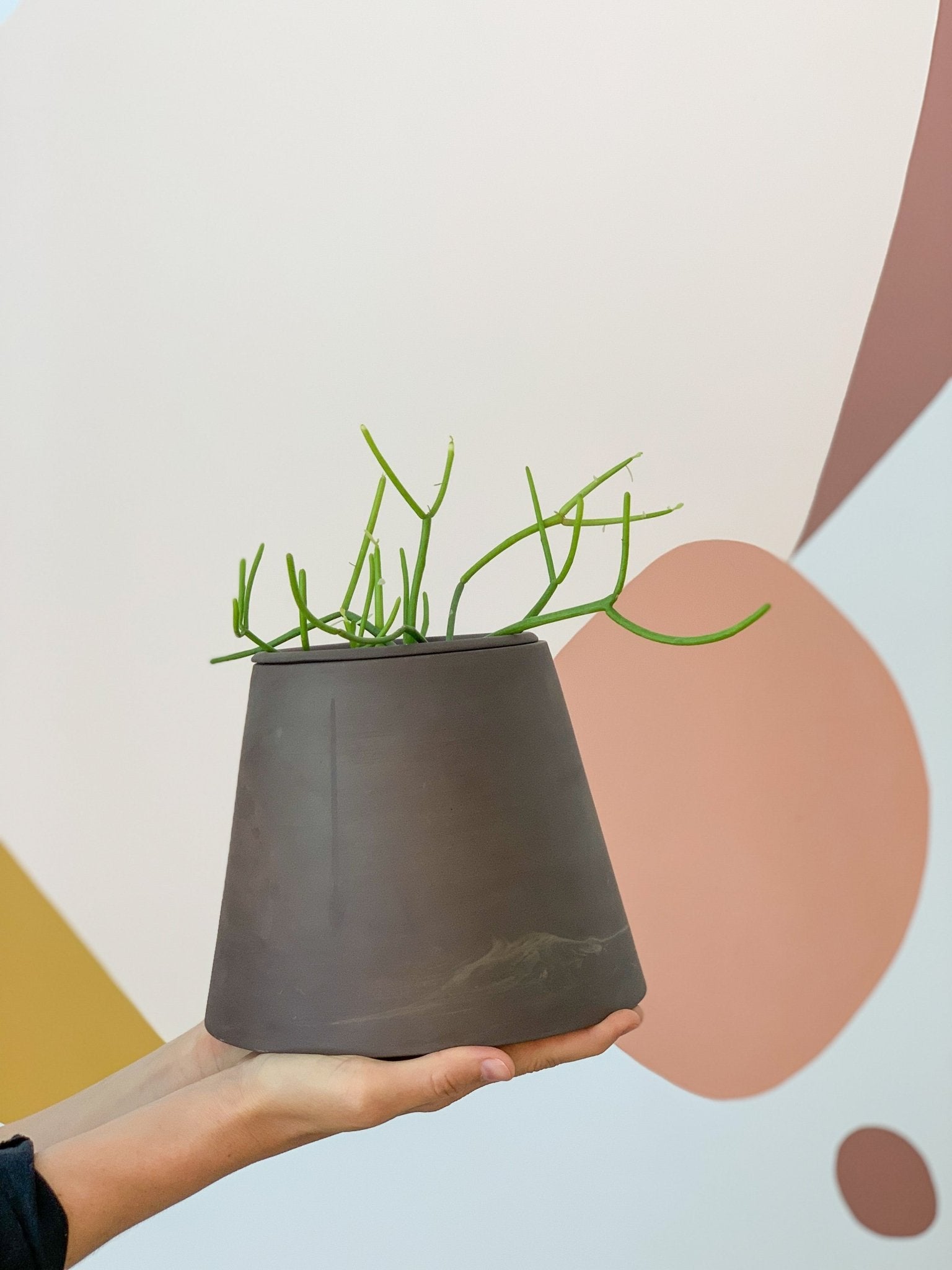 pot Alvin - Alma Plantes