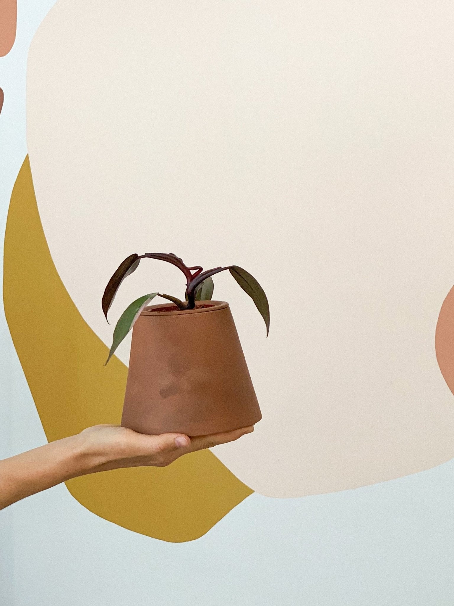 pot Alvin - Alma Plantes