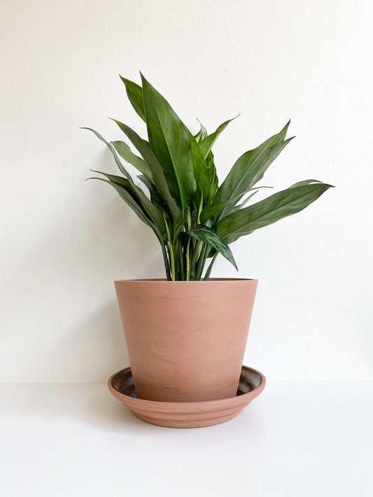 pot Andy - Alma Plantes