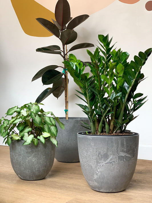 Pot Bola gris - Alma Plantes