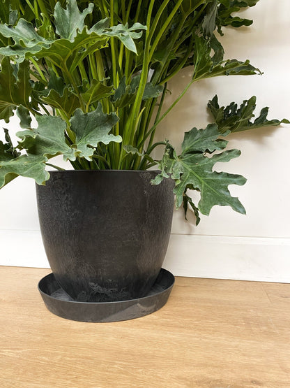 Pot Bola noir - Alma Plantes