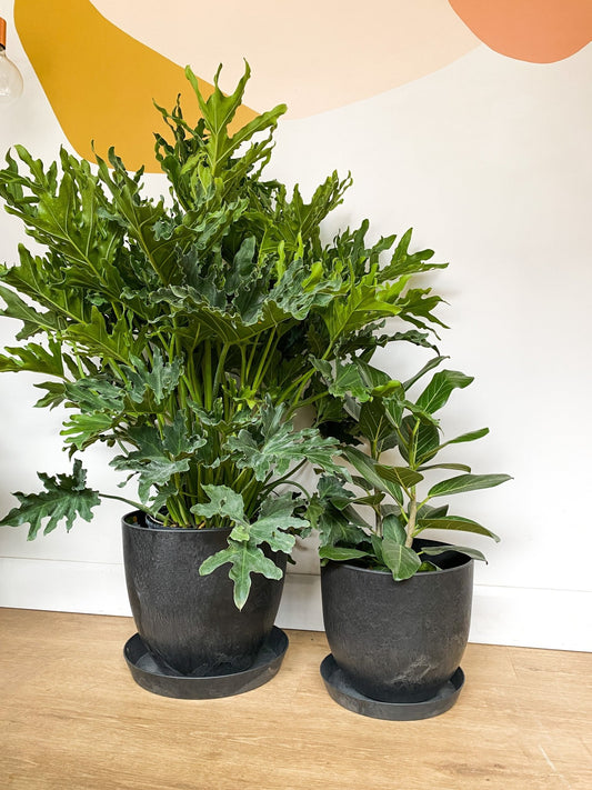 Pot Bola noir - Alma Plantes