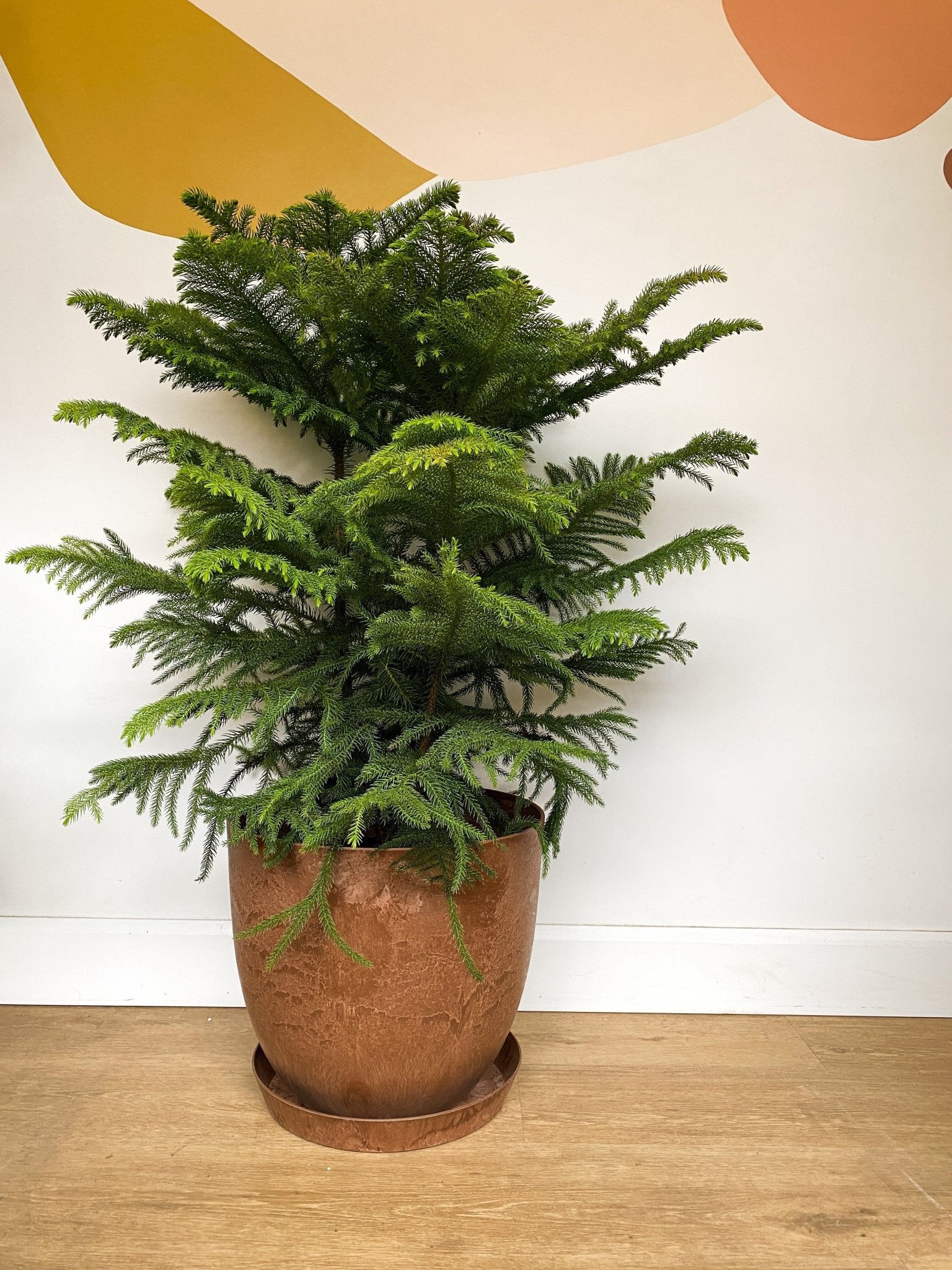 Pot Bola rouille - Alma Plantes