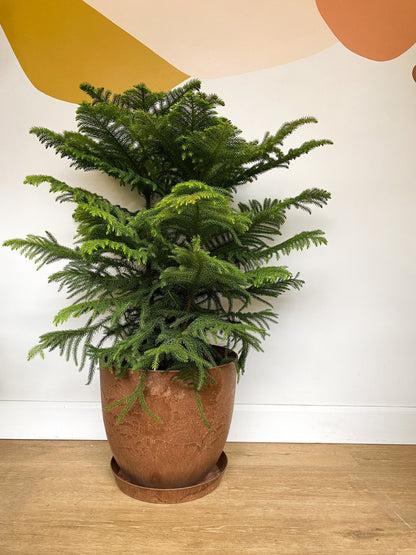 Pot Bola rouille - Alma Plantes