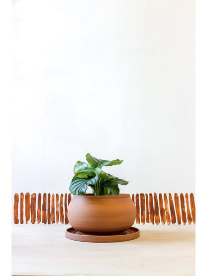 pot Catherine - Alma Plantes