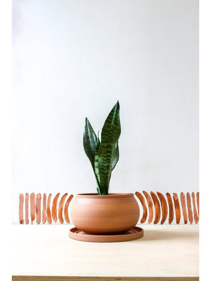 pot Catherine - Alma Plantes