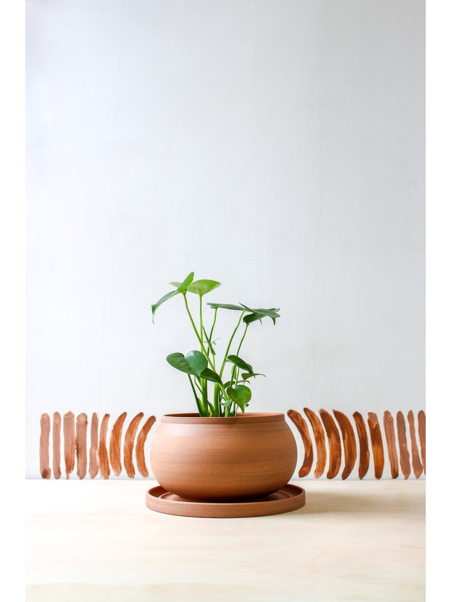 pot Catherine - Alma Plantes