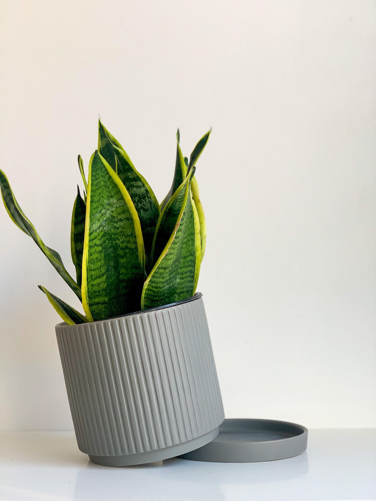 Pot cylindre en céramique - gris mat - Alma Plantes