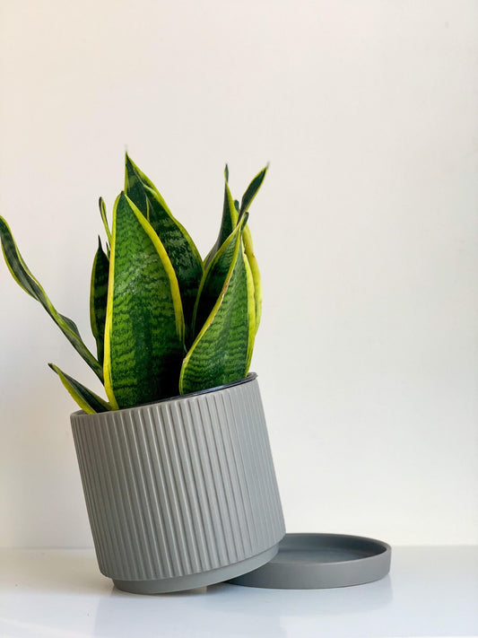 Pot cylindre en céramique - gris mat - Alma Plantes