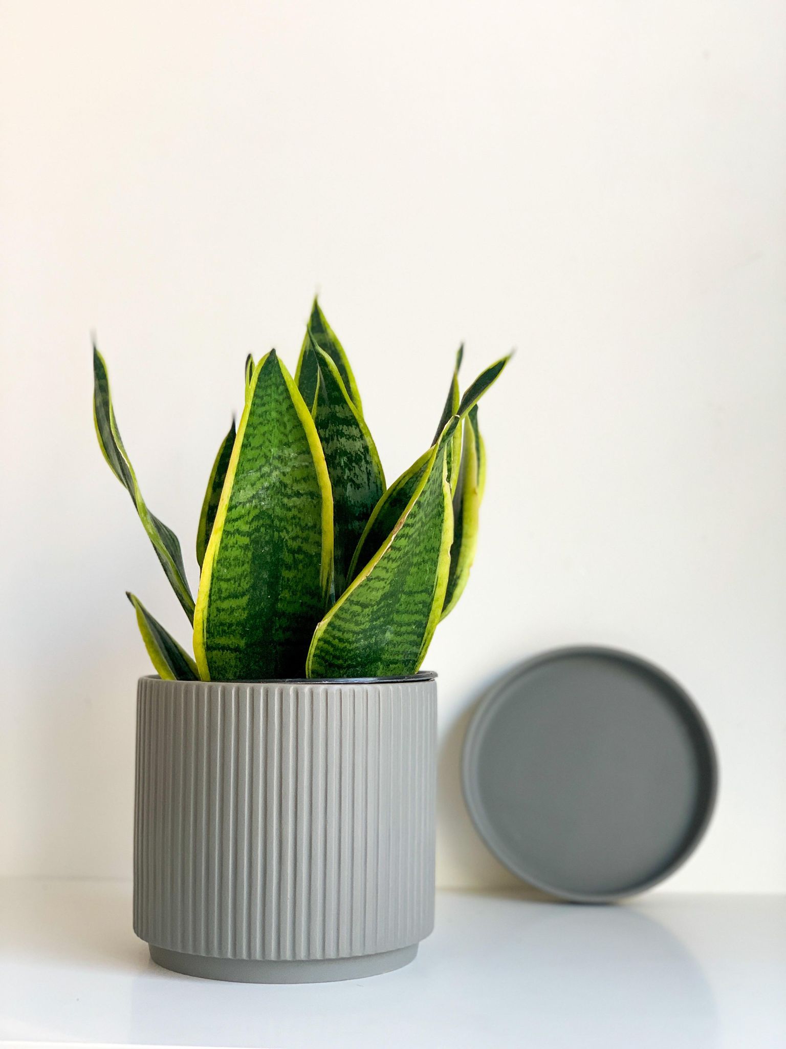 Pot cylindre en céramique - gris mat - Alma Plantes