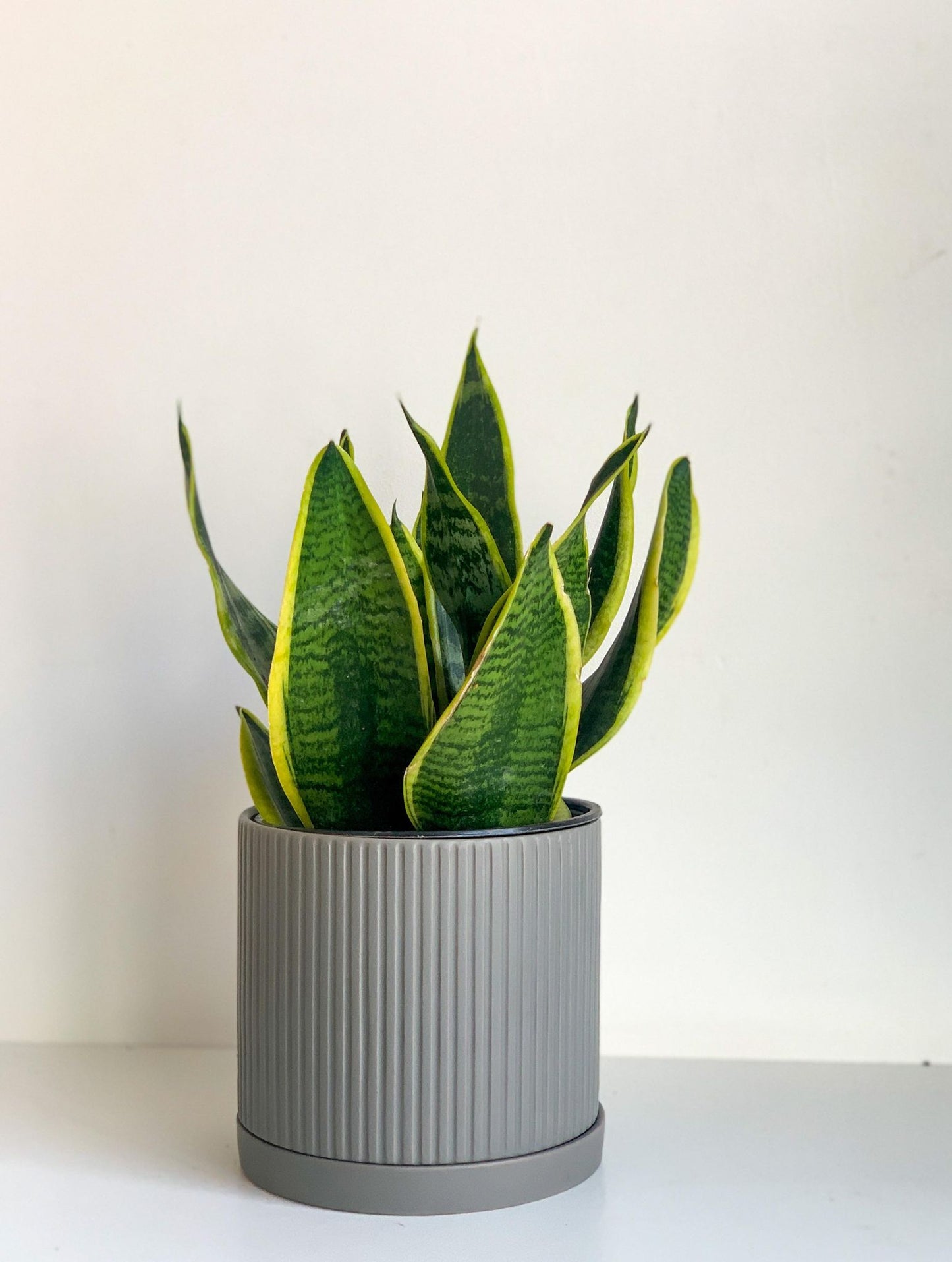 Pot cylindre en céramique - gris mat - Alma Plantes