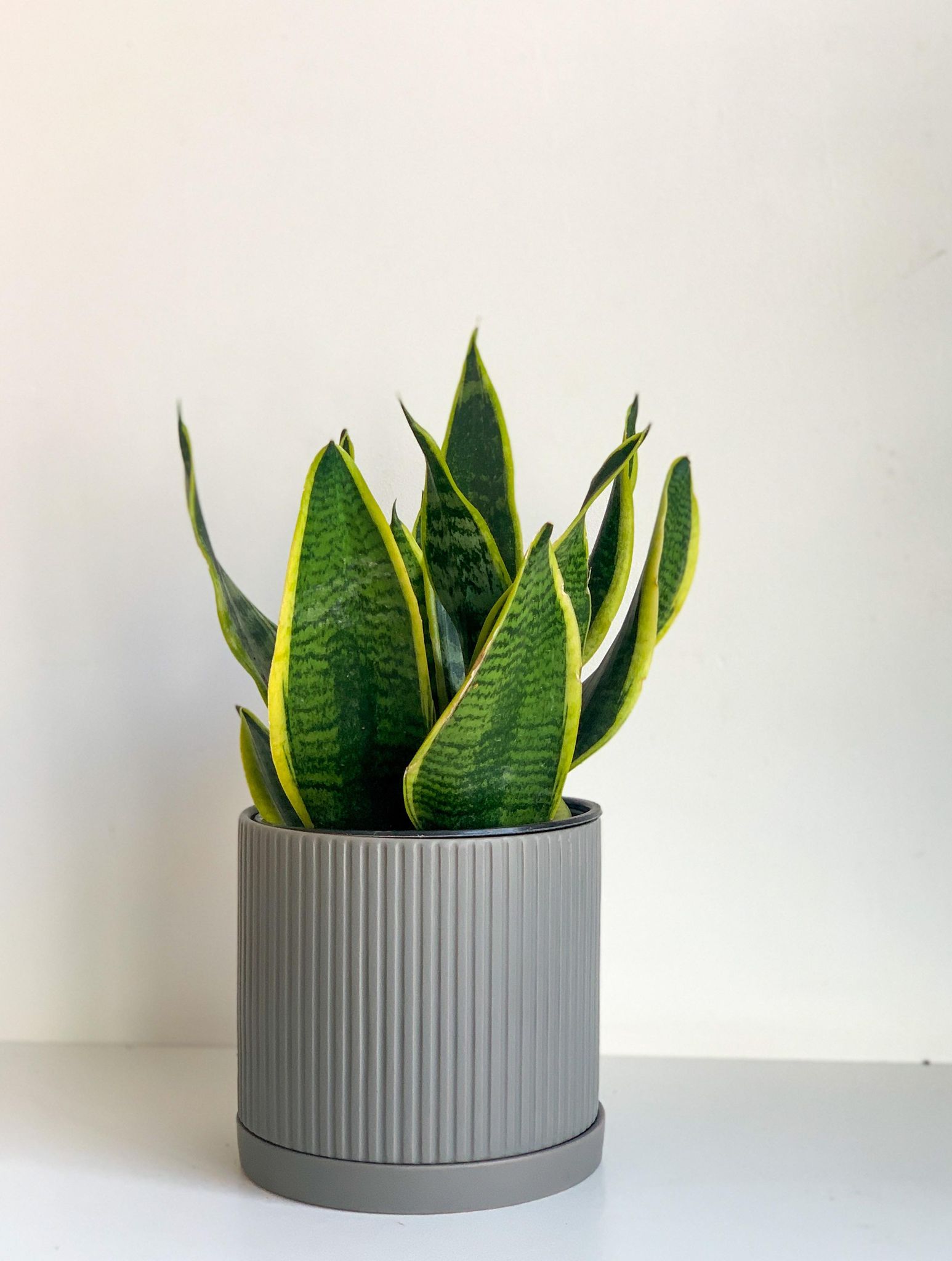 Pot cylindre en céramique - gris mat - Alma Plantes