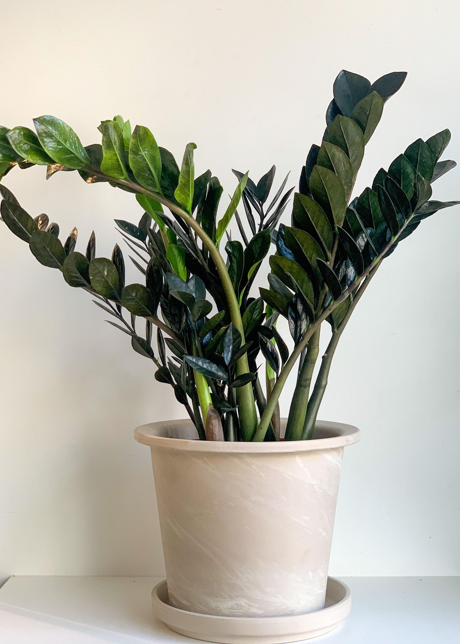 Pot cylindre en terre cuite - granite - Alma Plantes