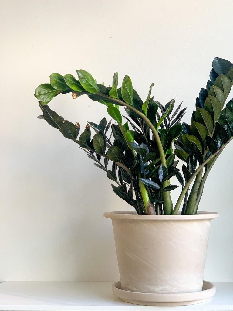 Pot cylindre en terre cuite - granite - Alma Plantes