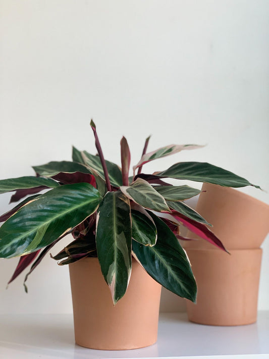 Pot cylindre en terre cuite - vieux rose - Alma Plantes