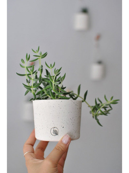 Pot de secours - Alma Plantes