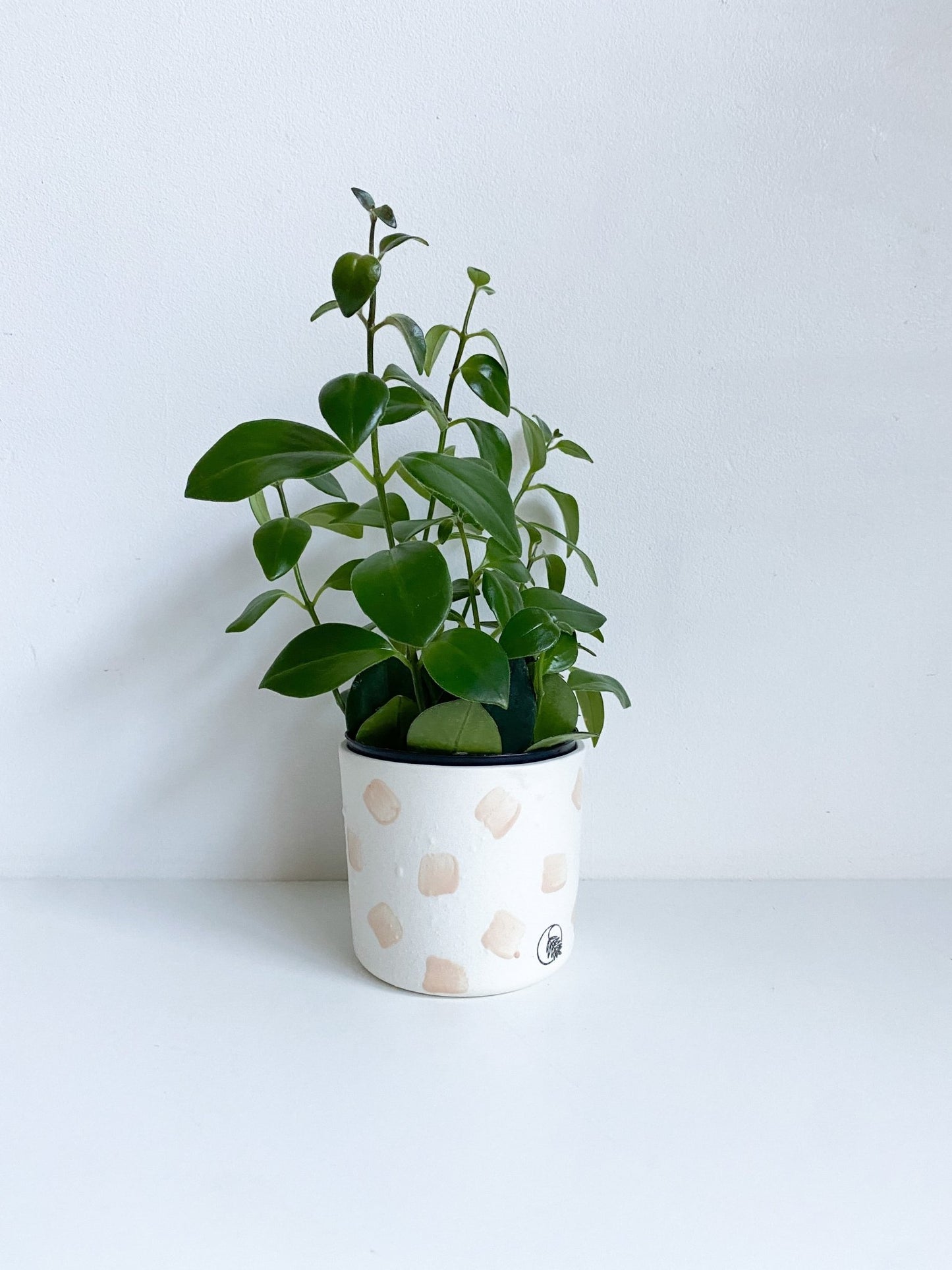 Pot de secours - Alma Plantes