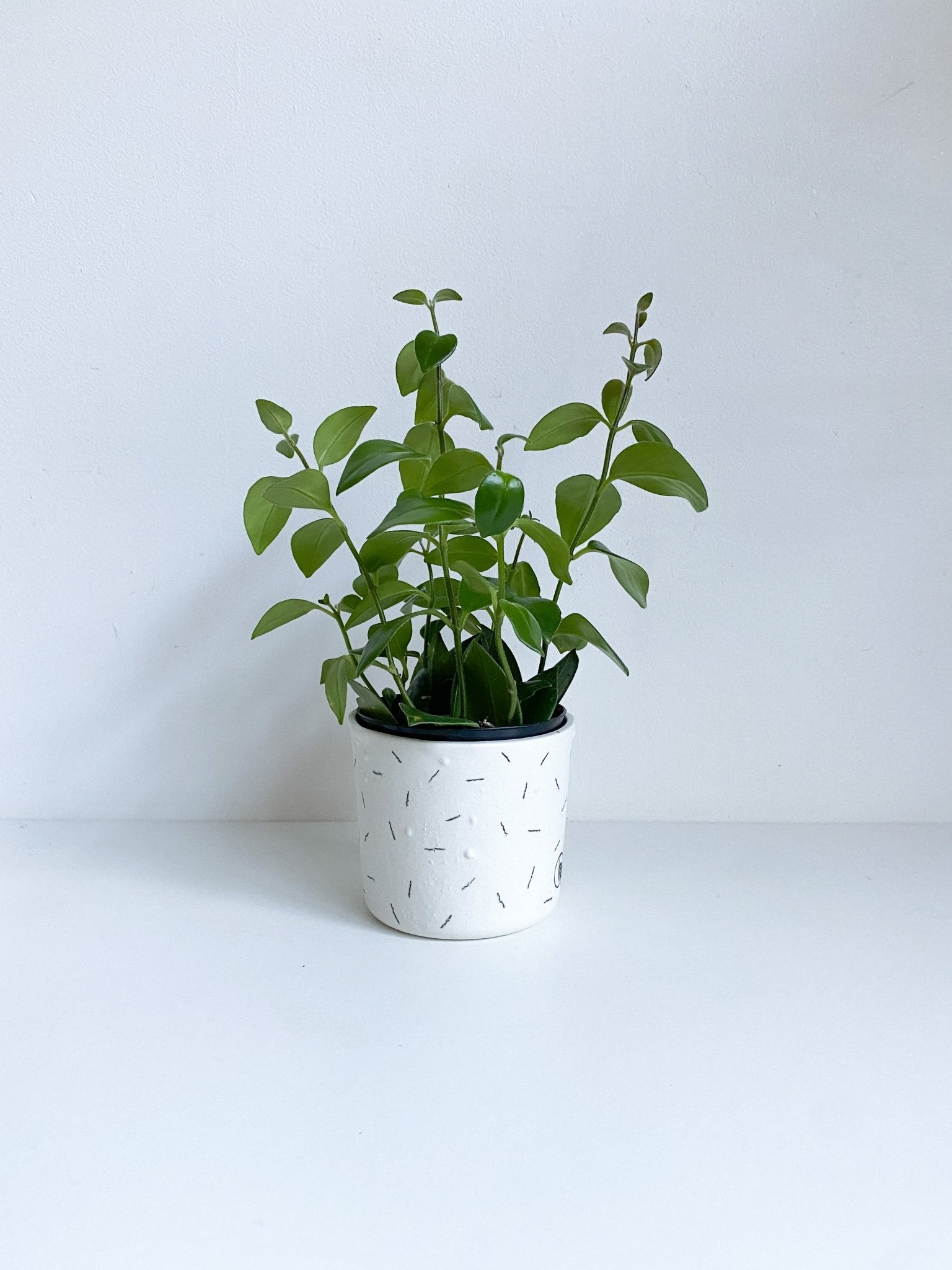 Pot de secours - Alma Plantes