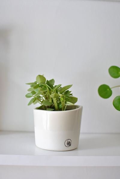 Pot de secours - Alma Plantes