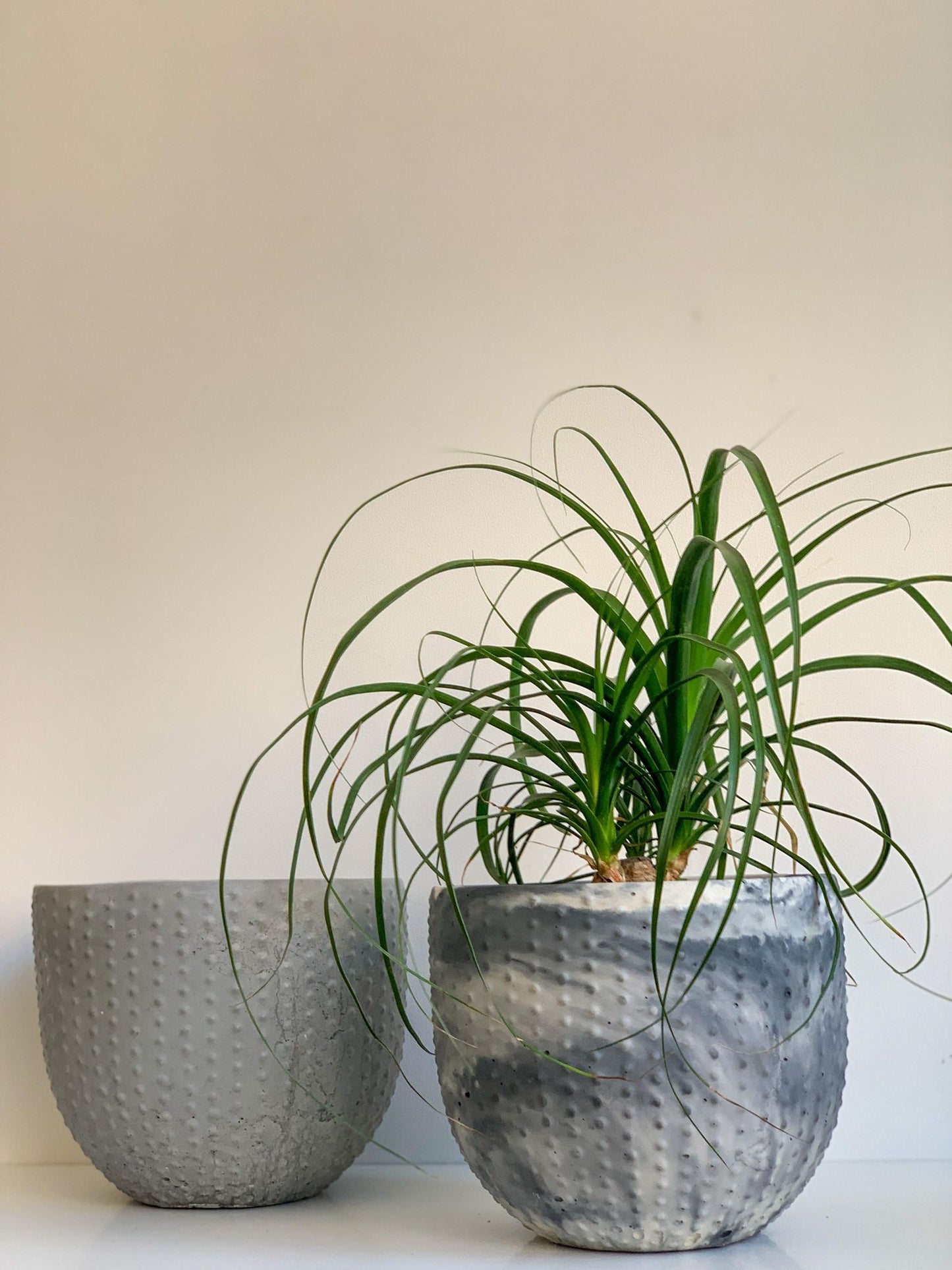 Pot en béton 'Perle' - Alma Plantes