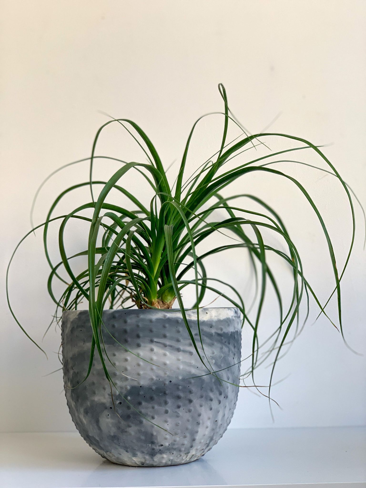 Pot en béton 'Perle' - Alma Plantes